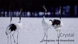  Presentation with birds - Audience pleasing presentation design consisting of birds backdrop and a light blue colored foreground