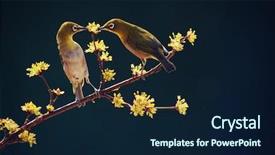  Presentation with birds - Audience pleasing PPT layouts consisting of birds backdrop and a navy blue colored foreground