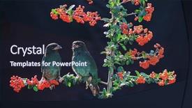  Presentation with birds - Cool new theme with birds backdrop and a wine colored foreground