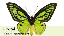  Presentation with emerald green ribbon - Cool new PPT layouts with birdwing butterfly o priamus poseidon backdrop and a yellow colored foreground