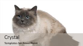  Presentation with cat - Presentation theme having birman cat 17 months old sitting in front of white background background and a light gray colored foreground