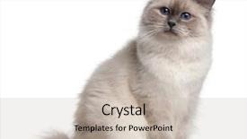  Presentation with cat - Presentation theme having birman cat 9 months old in front of white background background and a soft green colored foreground