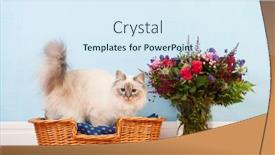  Presentation with cat - Colorful PPT layouts enhanced with birman-cat-in-basket backdrop and a sky blue colored foreground