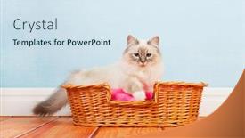  Presentation with cat - Cool new PPT layouts with birman-cat-in-basket backdrop and a sky blue colored foreground