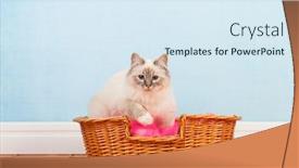  Presentation with floor - Colorful presentation enhanced with birman-cat-in-basket backdrop and a sky blue colored foreground