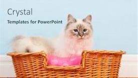  Presentation with floor - Cool new presentation design with birman-cat-in-basket backdrop and a sky blue colored foreground