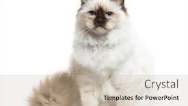  Presentation with cat - PPT theme featuring birman cat sitting isolated on white background and a soft green colored foreground