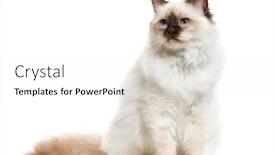  Presentation with cat - Cool new presentation with birman-cat-sitting-isolated and a white colored foreground