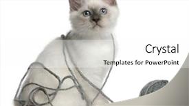  Presentation with yarn - Audience pleasing presentation theme consisting of birman kitten 2 months old playing with a ball of yarn in front of white background backdrop and a white colored foreground