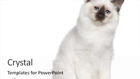  Presentation with kitten - Theme with birman kitten 4 months old sitting in front of white background background and a white colored foreground