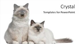  Presentation with tv screens noise on old - Cool new presentation with birman kittens 4 months old sitting in front of white background backdrop and a white colored foreground