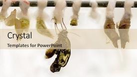  Presentation with butterfly - Slide deck with birth of butterfly background and a lemonade colored foreground