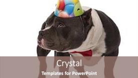  Presentation with bully - Slide deck consisting of birthday american bully wearing red bowtie looks to side while standing on white background background and a violet colored foreground