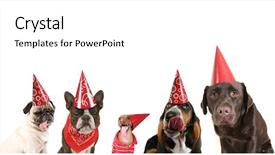 Presentation with dogs - Amazing presentation design having bithday card - group of dogs with party backdrop and a white colored foreground
