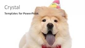  Presentation with red white blue - PPT theme having birthday chow chow wearing red bowtie resting on white background and panting with mouth open and blue tongue exposed background and a white colored foreground