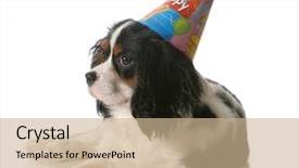  Presentation with birthday - Slide deck featuring birthday dog - cavalier king charles background and a coral colored foreground