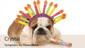  Presentation with english bulldog - Theme having birthday dog - english bulldog wearing background and a coral colored foreground