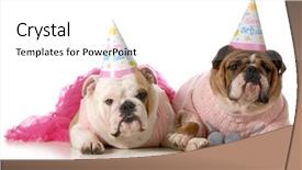  Presentation with birthday party - Audience pleasing PPT layouts consisting of birthday dog - english bulldogs wearing backdrop and a white colored foreground