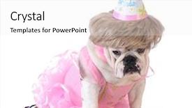  Presentation with birthday banner - Slides consisting of birthday dog - female bulldog wearing background and a white colored foreground