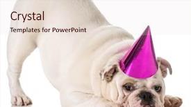  Presentation with english bulldog - PPT theme featuring birthday dog - english bulldog wearing birthday hat isolated on white background background and a lemonade colored foreground