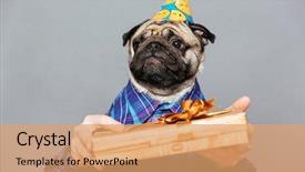  Presentation with sad - PPT layouts with birthday hat with gift box background and a  colored foreground