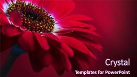  Presentation with flower border colorful made - Cool new presentation theme with financial loans - hands and euro isolated backdrop and a white colored foreground