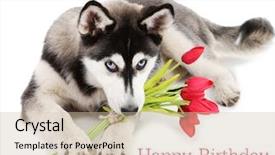  Presentation with cute birthday - Beautiful presentation design featuring white jasmine the branch delicate spring flowers backdrop and a gold colored foreground.