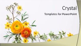  Presentation with flat - Theme featuring birthday spring - yellow ranunculus on white background background and a sky blue colored foreground