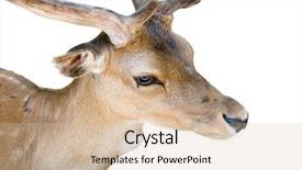  Presentation with buck - Audience pleasing PPT layouts consisting of bisness - head of young deer buck backdrop and a lemonade colored foreground