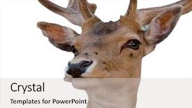  Presentation with buck - Slide deck featuring bisness - head of young deer buck background and a light gray colored foreground