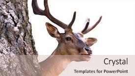  Presentation with buck - Beautiful PPT theme featuring bright sun rise over dark blue horizon in the atmosphere over the ocean backdrop and a ocean colored foreground