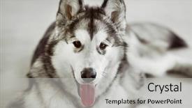  Presentation with wood floor wiht lighting - Slide set with bisness - malamute puppy on light floor background and a light gray colored foreground