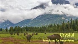 Presentation with bison - Colorful slide deck enhanced with bison bison bison or buffalo backdrop and a tawny brown colored foreground