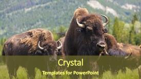  Presentation with bison - Presentation design with pile of pistachio nuts - pistachios background and a violet colored foreground