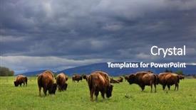  Presentation with bison - Slide set with bison buffalo herd - stormy clouds background background and a ocean colored foreground
