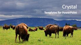  Presentation with bison - PPT theme having bison buffalo herd - stormy clouds background background and a seafoam green colored foreground