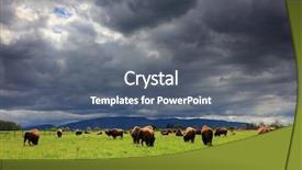  Presentation with bison - Audience pleasing slide set consisting of bison buffalo herd - stormy clouds background backdrop and a gray colored foreground