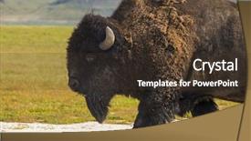  Presentation with bison - Presentation enhanced with bison buffalo in natural open wild plains setting background and a tawny brown colored foreground