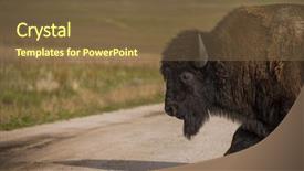  Presentation with bison - Amazing presentation theme having bison buffalo in natural open wild plains setting backdrop and a tawny brown colored foreground