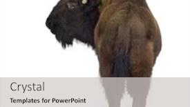  Presentation with bison - PPT theme having bison in front of a white background background and a light gray colored foreground