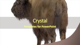  Presentation with bison - Audience pleasing slides consisting of bison in front backdrop and a tawny brown colored foreground