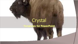  Presentation with bison - Theme featuring bison in front of a white background background and a tawny brown colored foreground