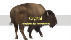  Presentation with bison - Slides enhanced with bison in front background and a tawny brown colored foreground