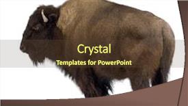  Presentation with bison - Colorful PPT layouts enhanced with bison in front of a white background backdrop and a tawny brown colored foreground