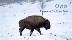  Presentation with bison - PPT theme with bison-in-the-winter-snow background and a sky blue colored foreground