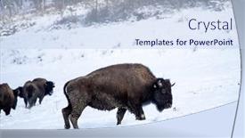 Presentation with bison - Theme with bison-in-the-winter-snow background and a sky blue colored foreground