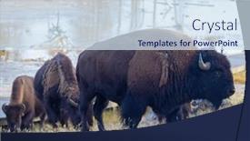  Presentation with bison - PPT theme featuring bison-in-the-yellowstone-national background and a sky blue colored foreground