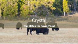  Presentation with bison - Amazing PPT theme having bison-in-the-yellowstone-national backdrop and a tawny brown colored foreground