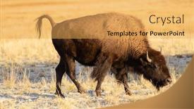  Presentation with bison - Beautiful slide deck featuring bison-in-the-yellowstone-national backdrop and a yellow colored foreground