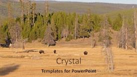  Presentation with bison - PPT theme with bison-in-the-yellowstone-national background and a yellow colored foreground